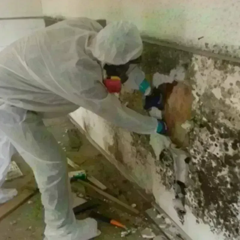 Mold Remediation and Removal in East Canton, OH